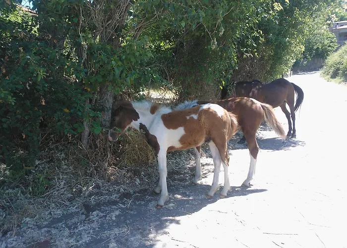 Pensión Oreiades Parthenón