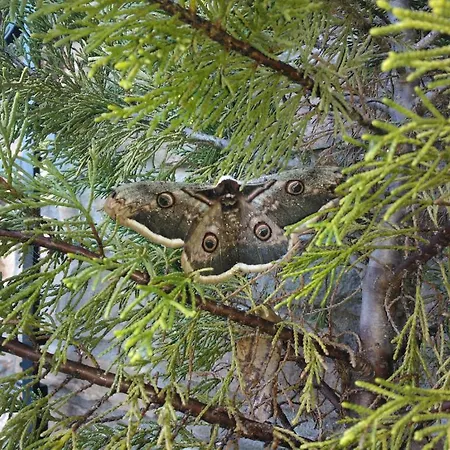 Oreiades