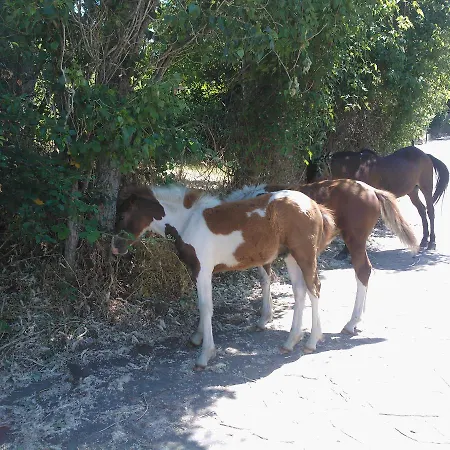 Vendégház Oreiades Parthenónasz